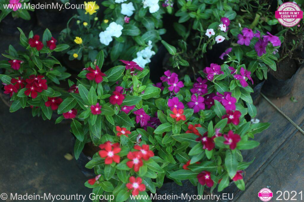 MadeinMycountry MadeinMycountryNET MadeinMycountryEU Europe