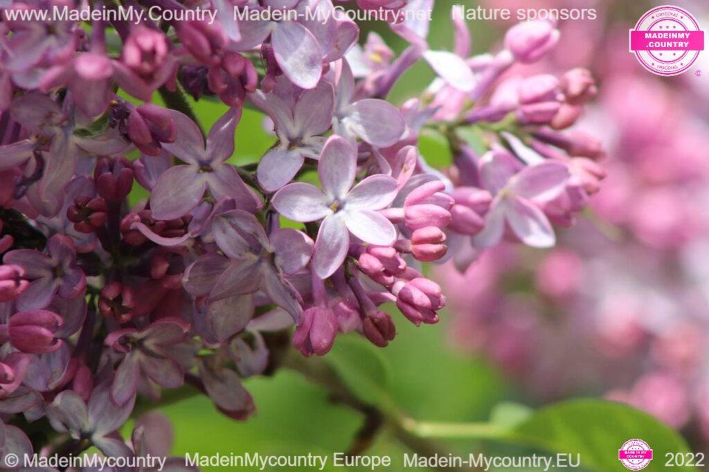 MadeinMycountry MadeinMycountryNET MadeinMycountryEU Europe